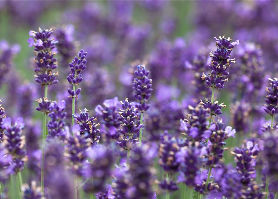 Echter Lavendel 'Hidcote Blue'