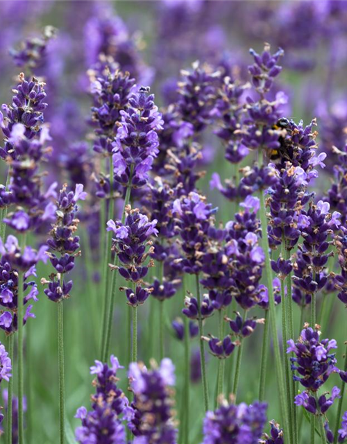 Lavandula angustifolia 'Hidcote Blue'