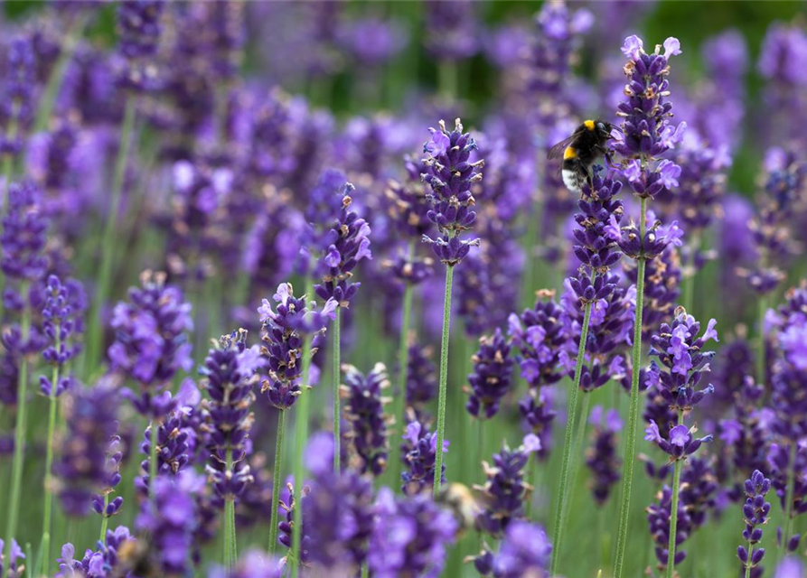 Lavandula angustifolia 'Hidcote Blue'