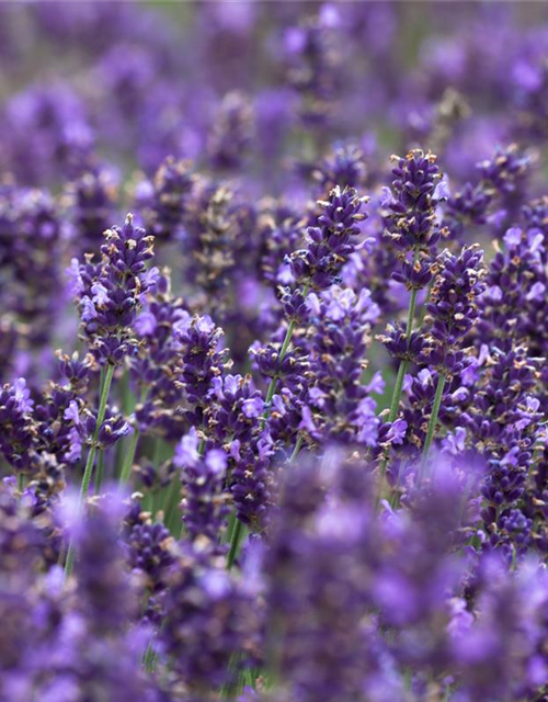 Lavandula angustifolia 'Hidcote Blue'