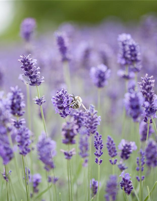 Lavandula angustifolia 'Hidcote Blue'