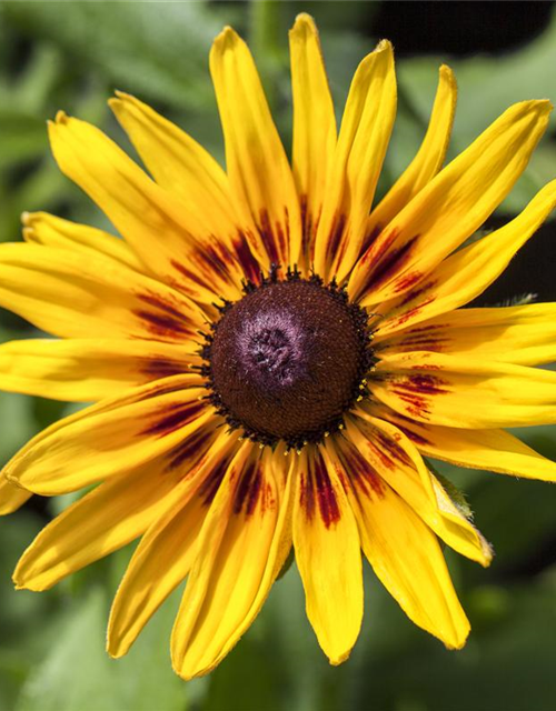 Sonnenhut 'Denver Daisy'