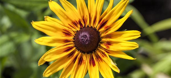 Sonnenhut 'Denver Daisy'