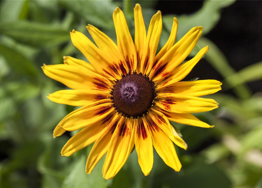 Sonnenhut 'Denver Daisy'