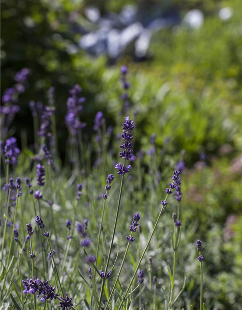 Lavandula angustifolia 'Hidcote Blue'