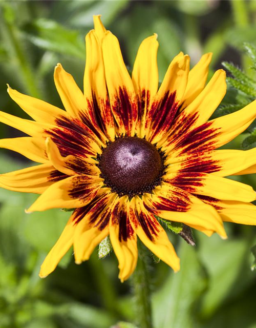 Sonnenhut 'Denver Daisy'