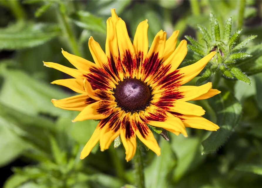 Sonnenhut 'Denver Daisy'