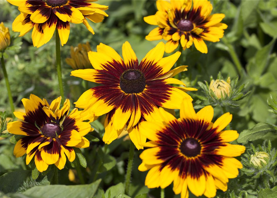 Sonnenhut 'Denver Daisy'