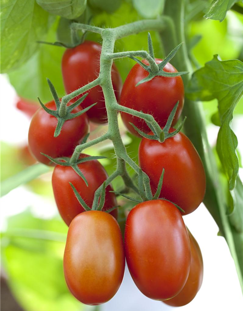 Roma-Tomate 'Bolstar Sensatica'