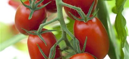 Roma-Tomate 'Bolstar Sensatica'