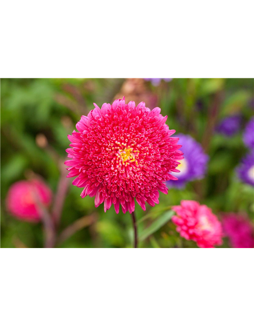 Pompom-Aster 'Gartenstolz'