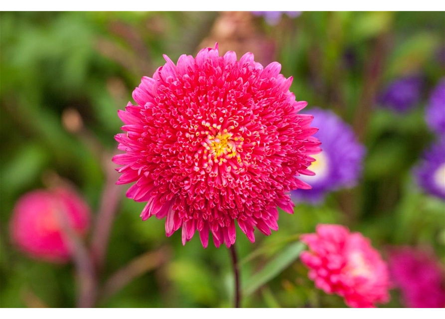 Pompom-Aster 'Gartenstolz'