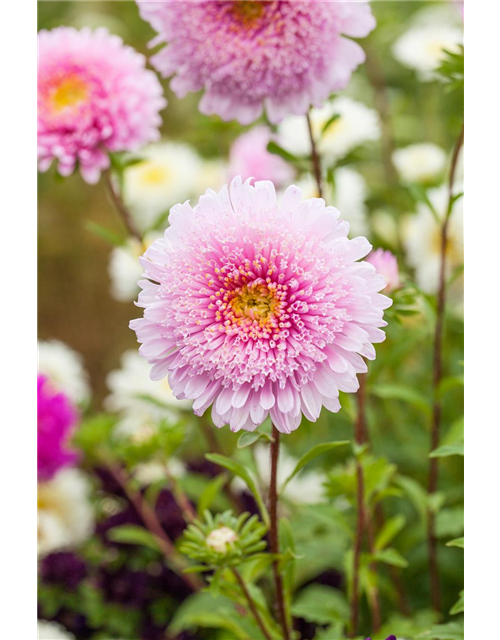 Pompom-Aster 'Gartenstolz'