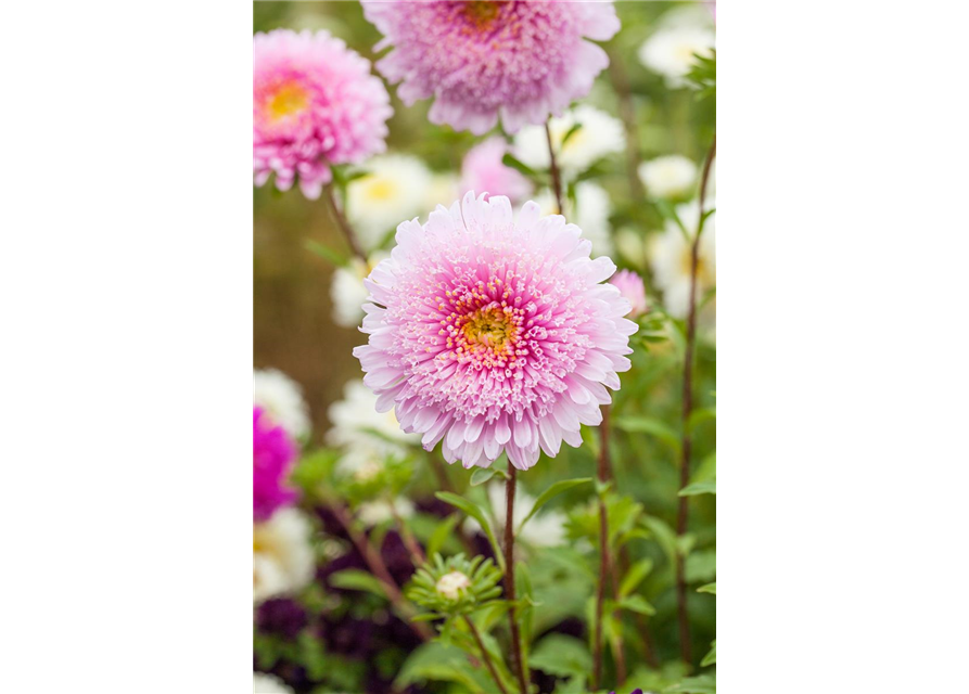 Pompom-Aster 'Gartenstolz'