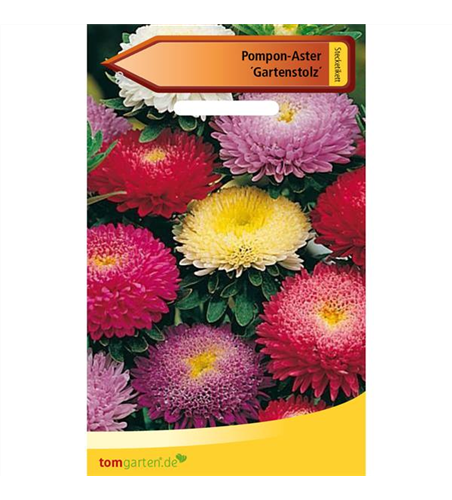 Pompom-Aster 'Gartenstolz'