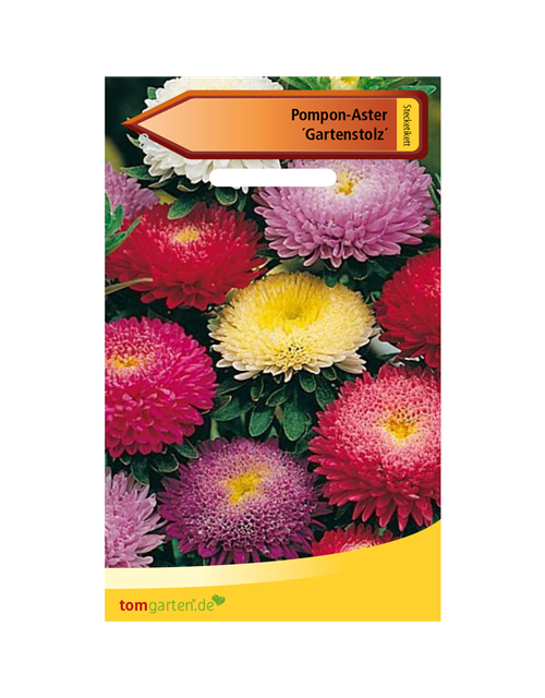 Pompom-Aster 'Gartenstolz'