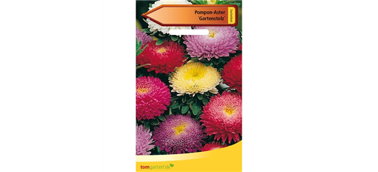 Pompom-Aster 'Gartenstolz'