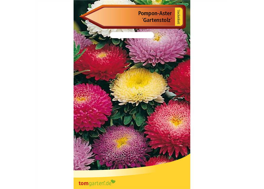 Pompom-Aster 'Gartenstolz'