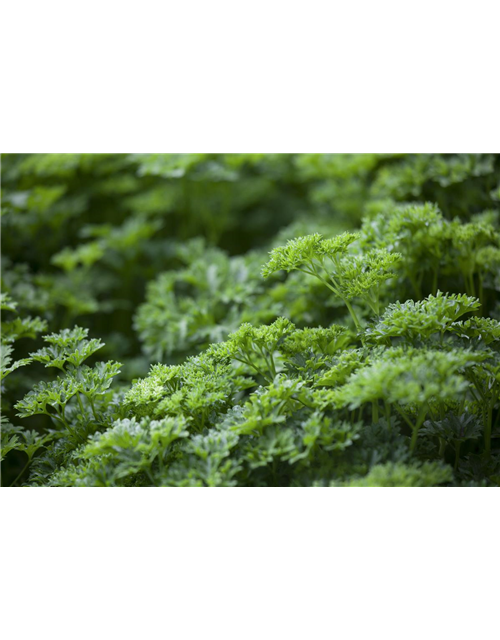 Krause Petersilie 'Grüne Perle'