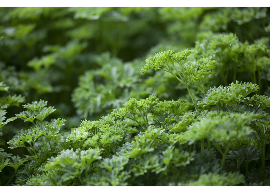 Krause Petersilie 'Grüne Perle'