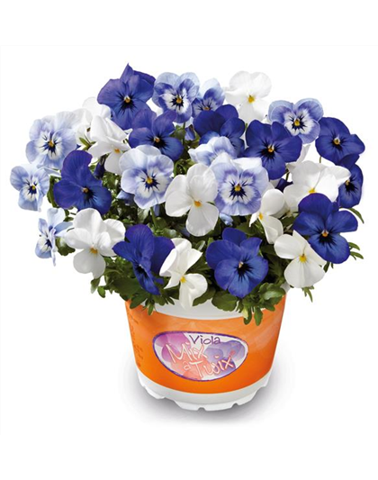 Hornveilchen 'Mix a Twix® Marina, Eye in the Sky, Snow'