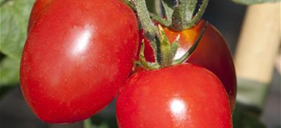 Eiertomate 'Roma'