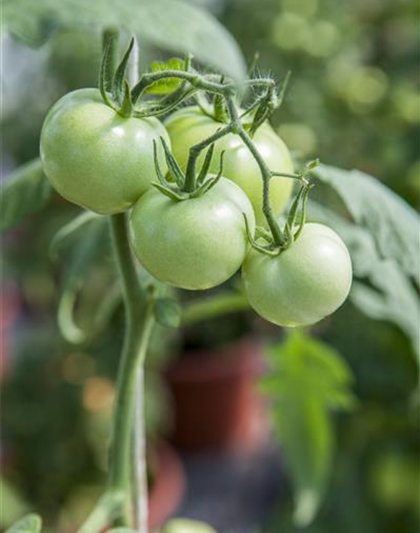 Tomate 'Phantasia'