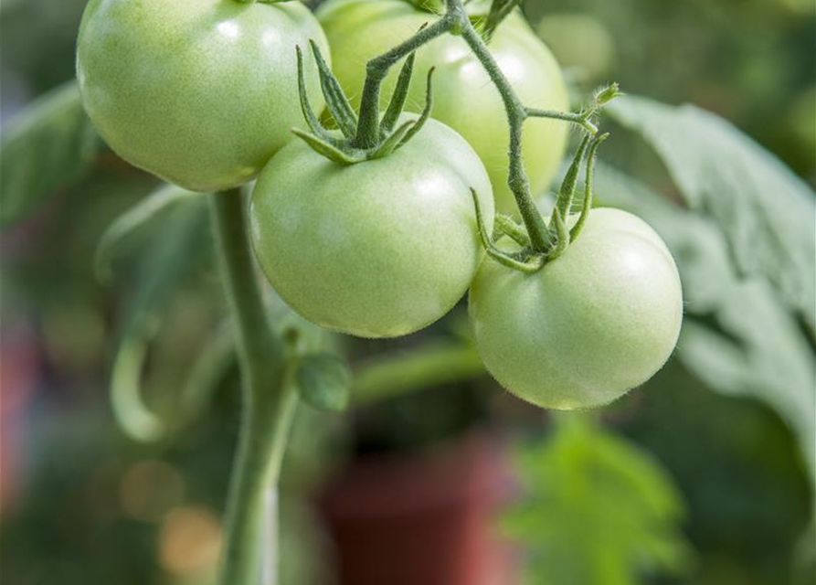 Tomate 'Phantasia'