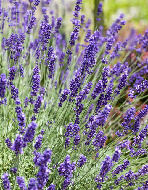 Echter Lavendel 'Scents of Summer'®