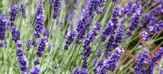 Echter Lavendel 'Scents of Summer'®