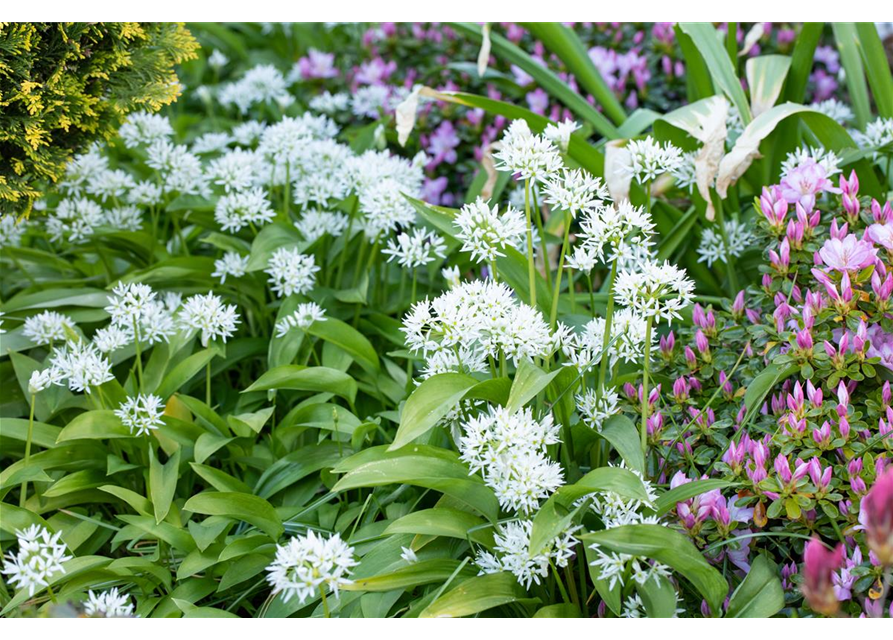 Bärlauch 'Waldknoblauch'