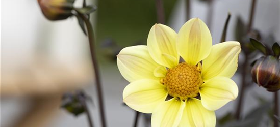 Einfach blühende Dahlie 'Happy Days Lemon'