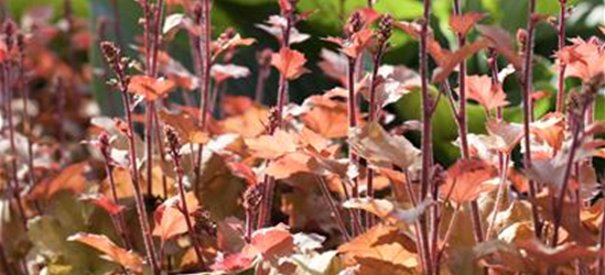 Purpurglöckchen 'Marmalade'(s)