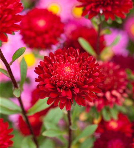 Prinzess-Aster 'Roter Edelstein'