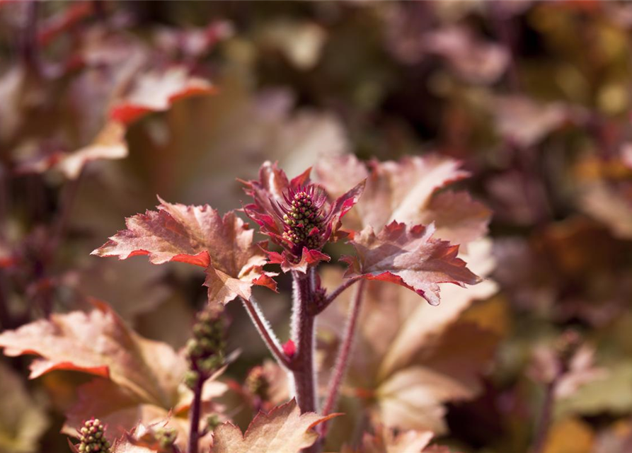 Purpurglöckchen 'Marmalade'(s)