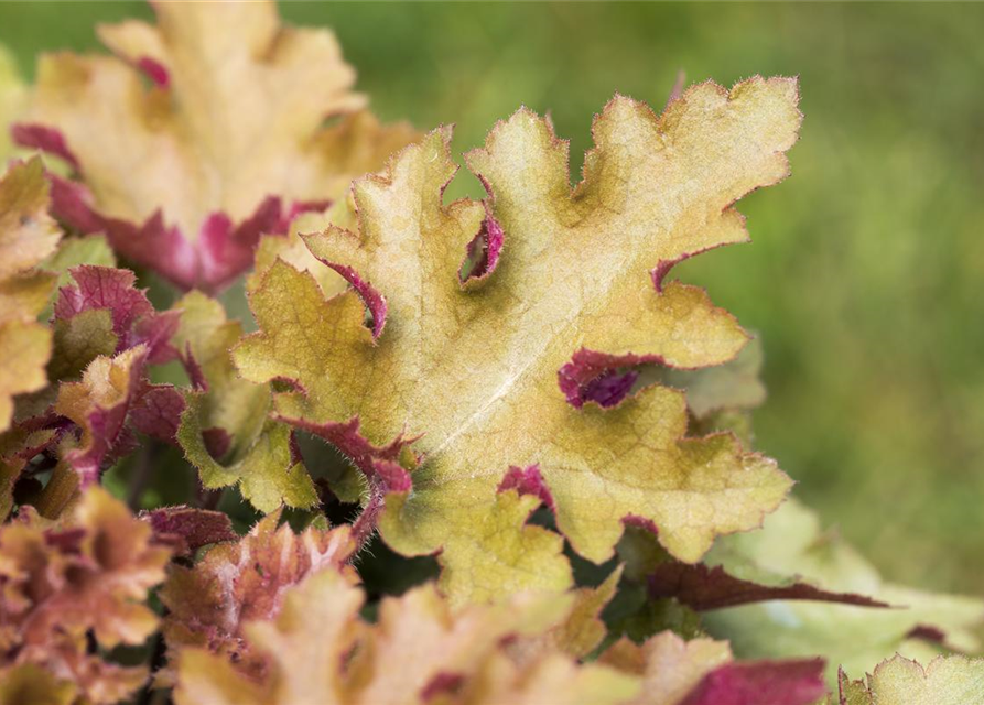 Purpurglöckchen 'Marmalade'(s)