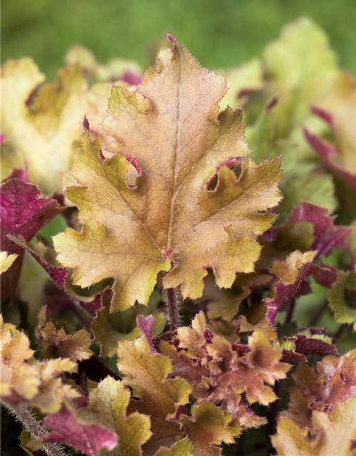 Purpurglöckchen 'Marmalade'(s)