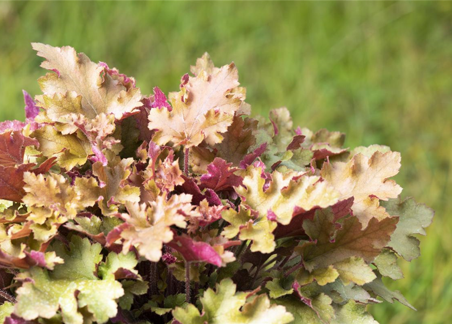 Purpurglöckchen 'Marmalade'(s)