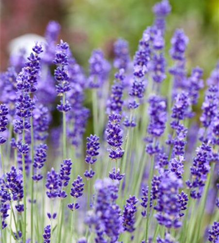 Echter Lavendel 'Vienco® Purple'