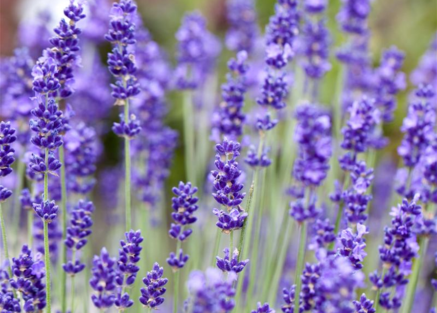 Echter Lavendel 'Vienco® Purple'