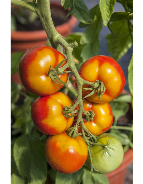 Tomate 'Goldene Königin'