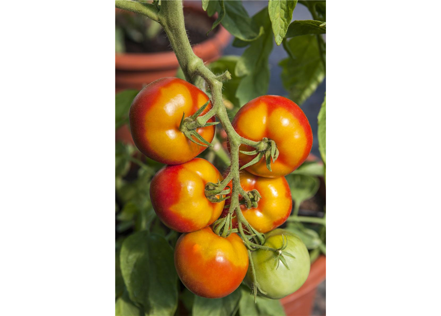 Tomate 'Goldene Königin'