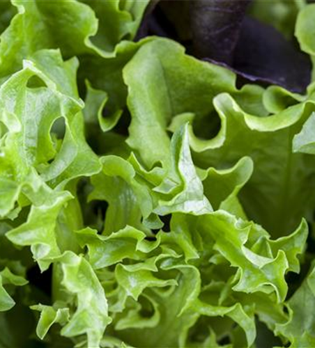 Pflücksalat 'Black Seeded Simpson'