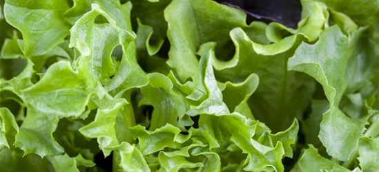 Pflücksalat 'Black Seeded Simpson'