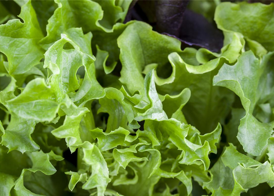 Pflücksalat 'Black Seeded Simpson'