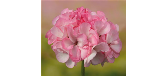 Stehende Geranie 'Grandeur® Power Blush'