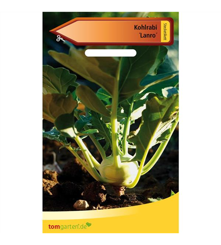 Kohlrabi 'Lanro'