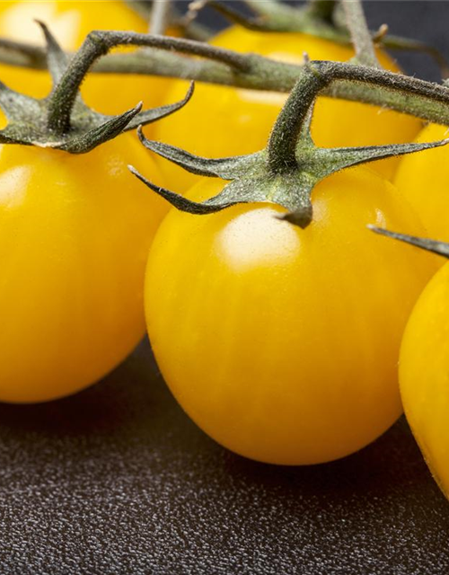 Cherrytomate 'Yellow Clementine'