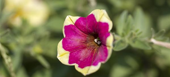 Petunie 'Chameletunia'®