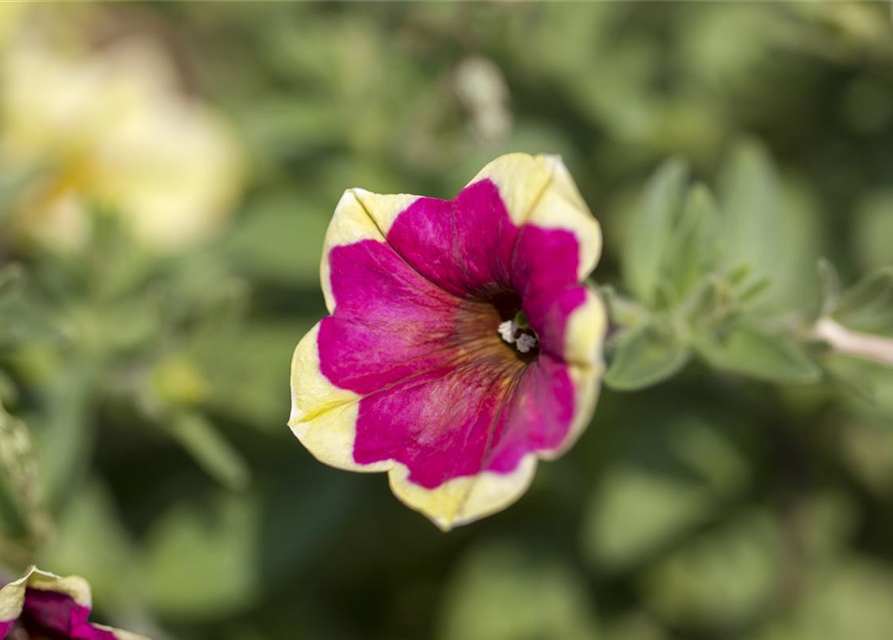 Petunie 'Chameletunia'®